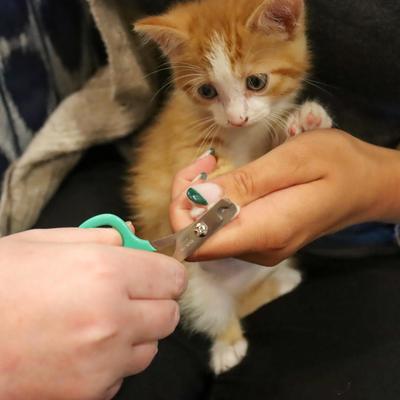 Kitten Nail Trimmer