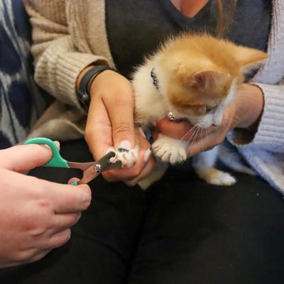 Kitten Nail Trimmer