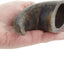 Buffalo Hornz Water Buffalo Horn Dog Treat, Small