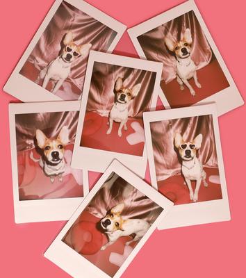 Bark Hearts Training Bites Limited Ingredient Soft & Chewy Dog Treats, 2-oz bag