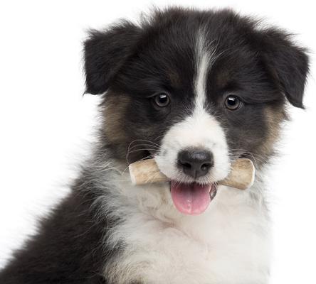 Small Whole Elk Antler Dog Treats, 3 count