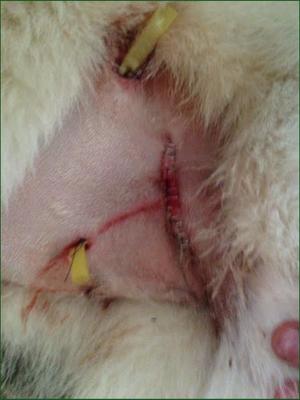 Total Canine All-In-One Dog supplement, 454-g bag