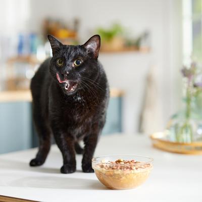 Daily Dish Pumpkin Broth Human-Grade Dog & Cat Wet Food Topper, 1.1-lb bottle