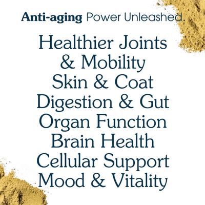 The Daily Dog Supplement Multivitamin + Joint Support Powder Supplement for Senior Dogs, 120 Scoops