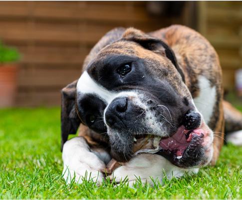 Elk Antlers X-Large Split Dog Chew Treat