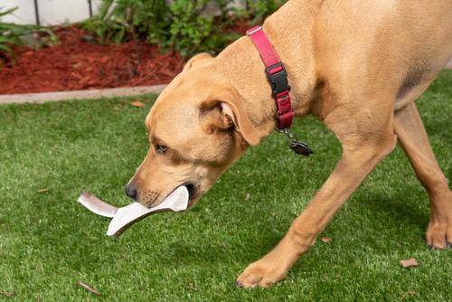 Elk Antlers X-Large Split Dog Chew Treat
