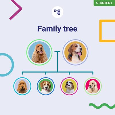 Starter PLUS Dog DNA Test