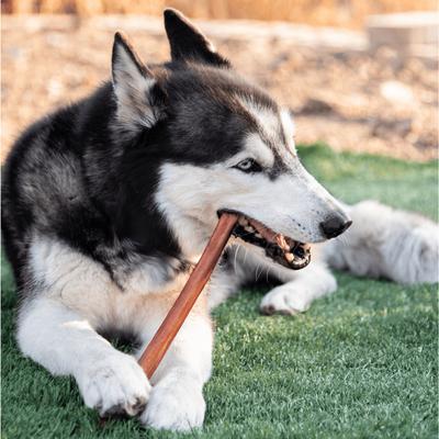 Palitos jumbo Bully Sticks de 12 pulgadas para perros