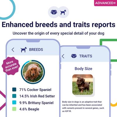 Advanced PLUS Dog DNA Test