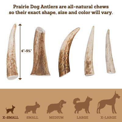 Whole Elk Antler Dog Chews, 4 - 5.5 inch