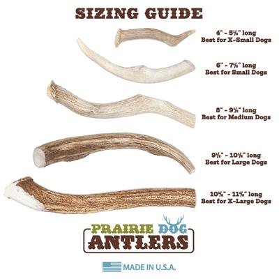 Whole Elk Antler Dog Chews, 4 - 5.5 inch