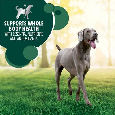 Bundle: Iams Advanced Health Skin & Coat Chicken & Salmon Recipe Dry Food + Cesar Classic Loaf in Sauce Adult Beef Recipe, Filet Mignon, Grilled Chicken, & Porterhouse Steak Flavors Variety Pack Wet Dog Food