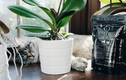 Life-Optim Dog & Cat Supplement, 7-oz bag