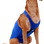Anxiety Vest for Dogs, Royal Blue, X-Large