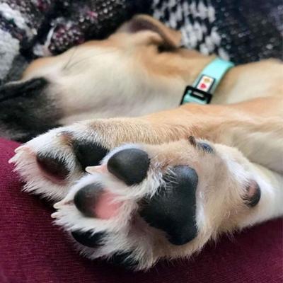 Bálsamo hidratante orgánico para patas de perro, tubo de 0.15 onzas líquidas