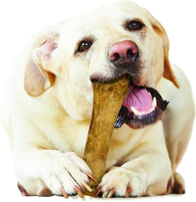 Healthy Edibles Longer Lasting Chicken Flavor Dog Bone Treat, X-Large, bundle of 2