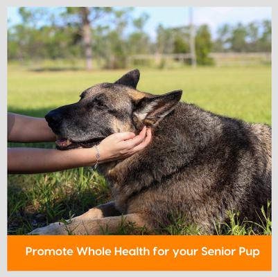 Gray Muzzle Old Bones Happy Joints Maximum Strength Soft Chew Joint Supplement for Senior Dogs, 16-oz bag