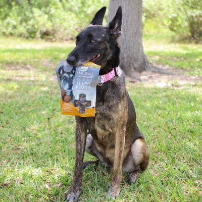 Gray Muzzle Old Bones Happy Joints Maximum Strength Soft Chew Joint Supplement for Senior Dogs, 16-oz bag