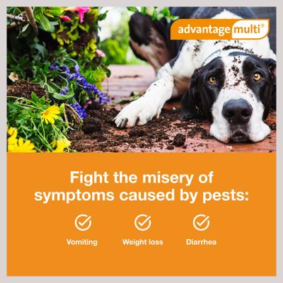 Topical Solution for Dogs, 55.1-88 lbs, (Blue Box), 6 Doses (6-mos. supply)