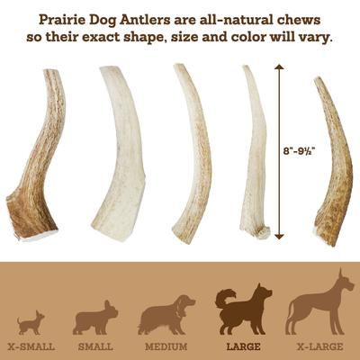 Whole Elk Antler Dog Chews, 8 - 9.5 in