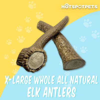 8 to 9-in Whole Elk Antlers Dog Treats, X-Large, 1 count