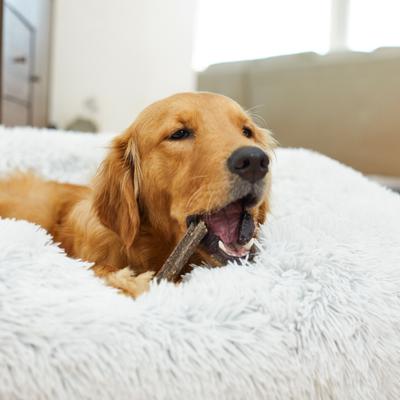 Paquete: Virbac C.E.T. HEXtra para perros grandes + VeggieDent Fr3sh masticables dentales para perros grandes