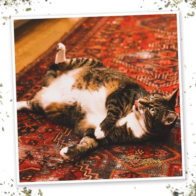 Mezcla de hierba gatera Thyme Out, botella de 0.92 oz