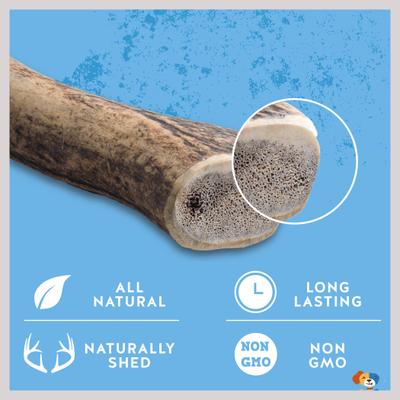 Medium Whole Elk Antler Extra Thick Dog Chew Treats, 6-in