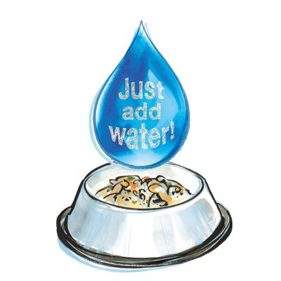 Paquete: Caldo de hueso de res The Honest Kitchen Daily Boosters + Caldo de hueso de pavo con cúrcuma The Honest Kitchen Daily Boosters para perros