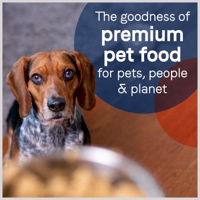 PURE All Stages Grain-Free Limited Ingredient Lamb Recipe Canned Dog Food, 13-oz, case of 12