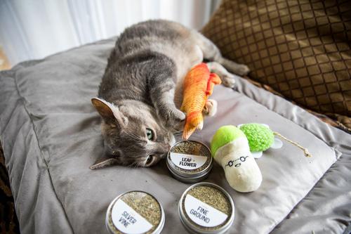 Flight Catnip, 0.77-oz tin, case of 3