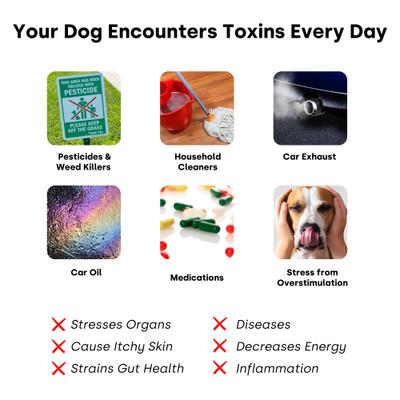 City Dog Detox Peanut Butter Flavored Chews Liver Supplement for Dogs, 90 count