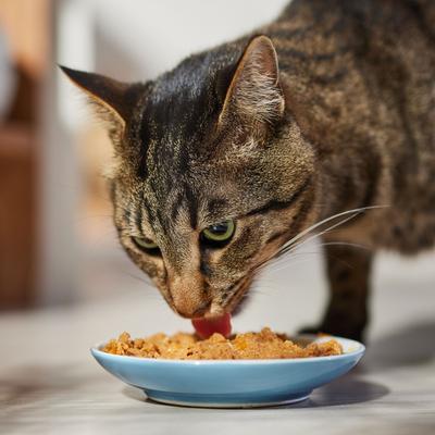 Low Fat Vegetarian Dinner Canned Dog & Cat Food, 12.8-oz, case of 12