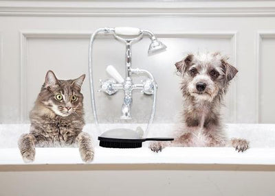 Beauty By Benjamin The Benjamin Brush Cat, Dog & Horse Short Hair Product Pump & Brush