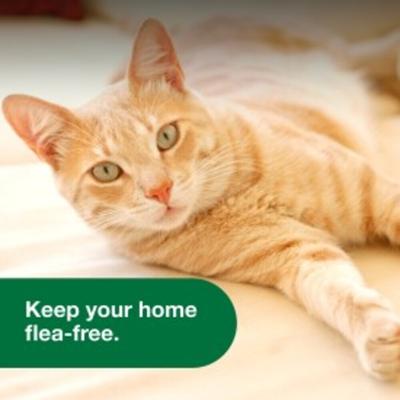 Household Spot & Crevice Spray, 24-fl oz spray