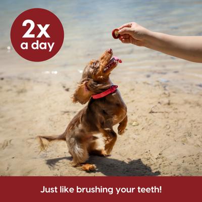 Soft Shield Protection+ Brushless Toothpaste Small Dental Dog Treats, 12-oz bag