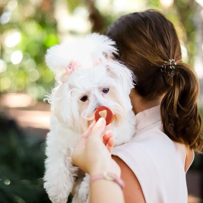 Soft Shield Protection+ Brushless Toothpaste Small Dental Dog Treats, 12-oz bag