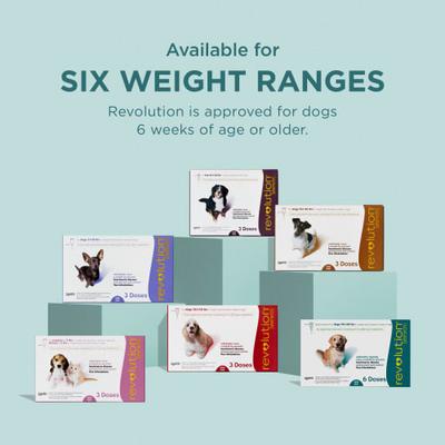 Topical Solution for Dogs, 5.1-10 lbs, (Purple Box), 12 Doses (12-mos. supply)