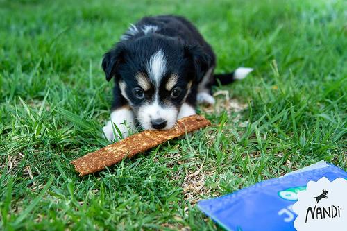 Kalahari Lamb Jerky Strips Dog Treats, 5.3-oz bag