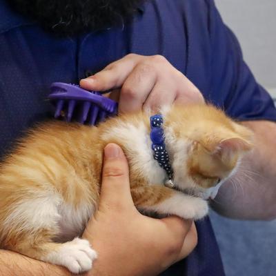 Kitten Soft Tip Massager