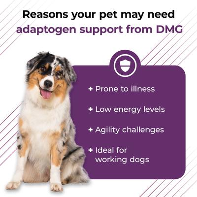 Vetri-DMG Liquid Immune Supplement for Dogs, Cats & Birds, 28-mL