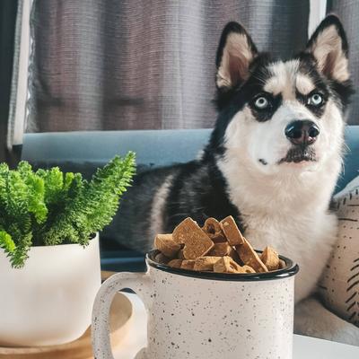 Premios para perros Turmeric Latte con coco, vainilla y cúrcuma, bolsa de 5 oz