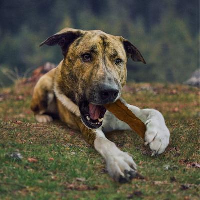 Premium Beef Hide Curls Peanut Butter Flavor Dog Chews, 1-lb