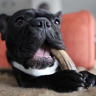 Moose Antler Dog Treats, Medium