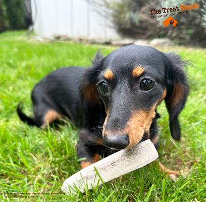 7 to 8-in Split Elk Antler Dog Treats, Large, 1 count