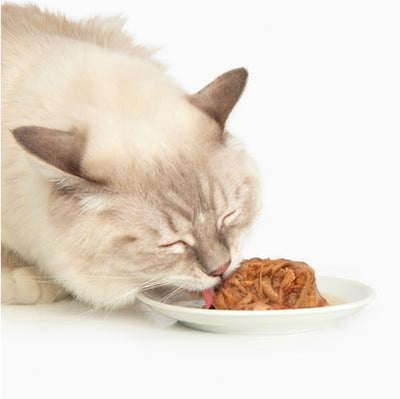 Dinner Chicken with Liver & Sweet Potato Cat Wet Food, 2.8-oz can