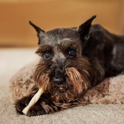 5" Rawhide Twist Sticks Dog Treats, 28-oz bag