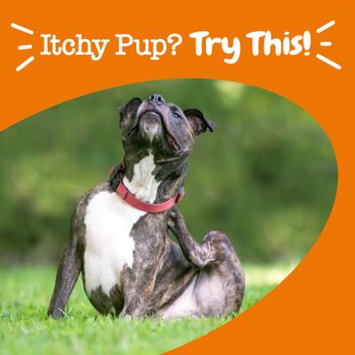 Masticables blandos con sabor a pollo para aliviar la picazón, suplemento inmunológico para perros, 50 unidades