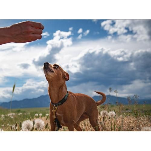 Bark Pops - Golosinas ligeras y crujientes para perros con sabor a queso cheddar blanco sin pollo, bolsa de 4 oz
