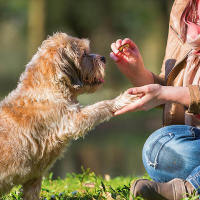 Triple Flavor Roll-Ups Cheese, Beef & Pork Gourmet Dog Treats, 4-oz bag
